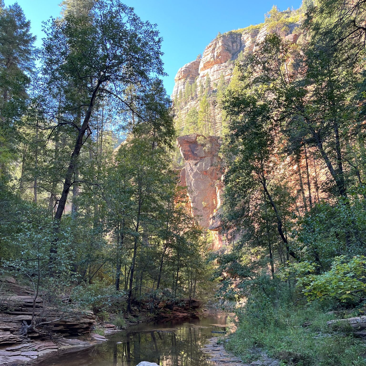 Forest near Gran Canyon